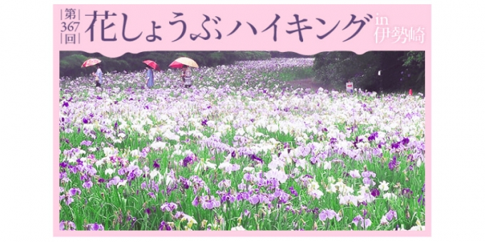 ニュース画像：「花しょうぶハイキング in 伊勢崎」 - 「東武鉄道、「花しょうぶハイキングin伊勢崎」 6月12日から17日に開催」