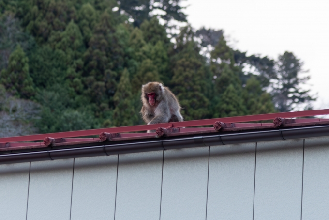 鉄道乗車記録の写真:旅の思い出(4)        「身延山久遠寺の参道にある喫茶・園林はゆるキャンのファンが集う憩いの場でした。その前に身延駅ゆきのバス乗り場があり、屋根の上にドーン！と音がして何事かと思えば、猿降ってきました。」