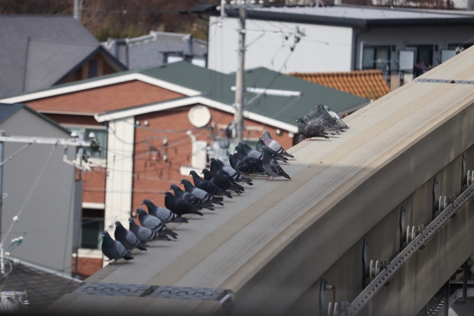鉄道乗車記録の写真:車窓・風景(2)        「鳩の整列(笑)」