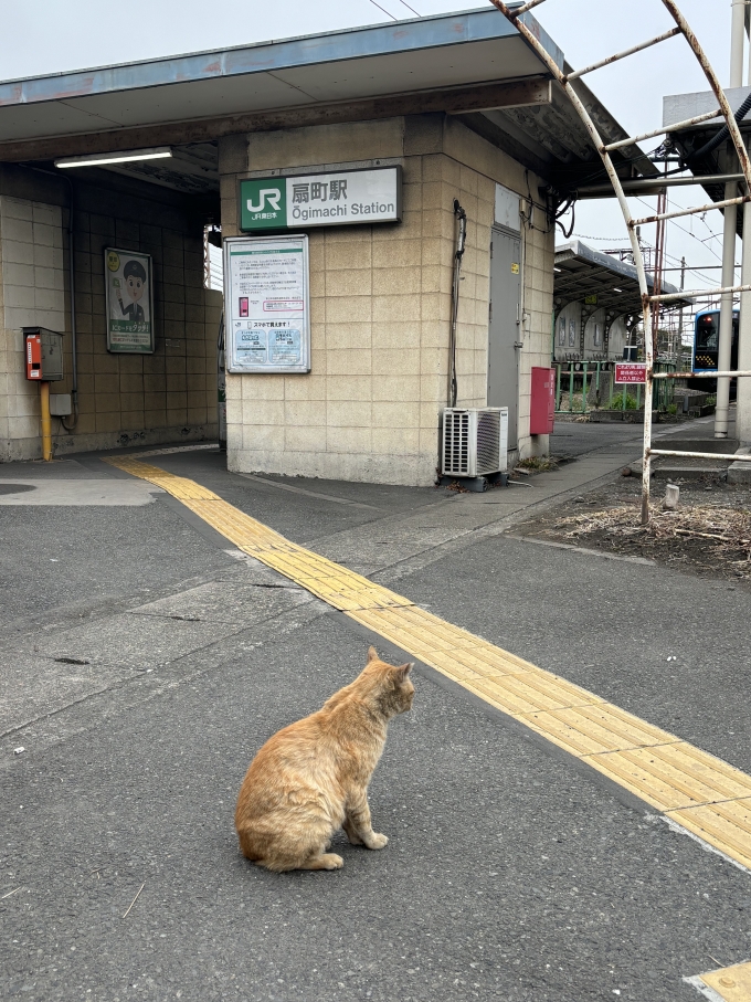 鉄道乗車記録の写真:駅舎・駅施設、様子(9)        「扇町駅と猫」