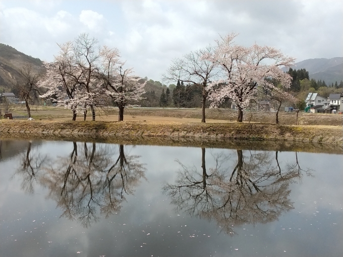鉄道乗車記録の写真:旅の思い出(3)        「この日は無風で水面に桜が映り込む」
