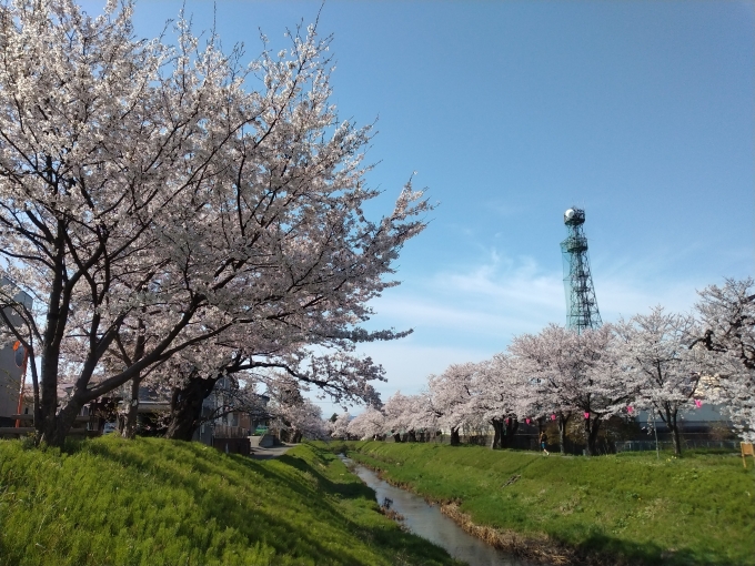 鉄道乗車記録の写真:旅の思い出(2)        「街中は桜が満開。」