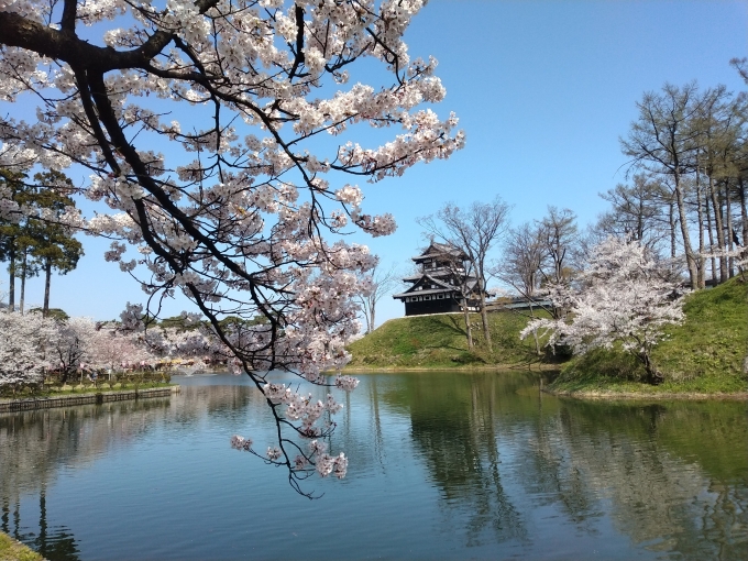 鉄道乗車記録の写真:旅の思い出(3)        「高田城址公園にて、桜と三重櫓。」
