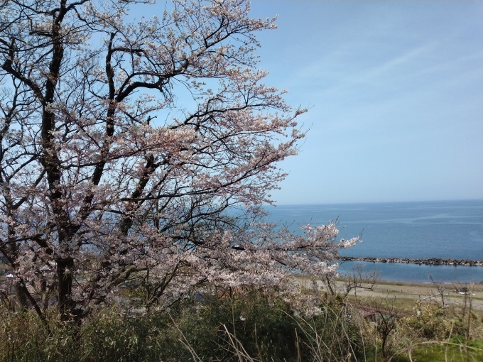 鉄道乗車記録の写真:旅の思い出(3)        「聖が鼻に向かう途中、桜越しの日本海。」