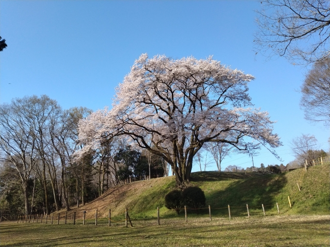 鉄道乗車記録の写真:旅の思い出(1)        「朝のグットモーニングで中継していた埼玉県寄居の鉢形城址公園の桜を見に出かけた。
氏邦桜、エドヒガンザクラ。」