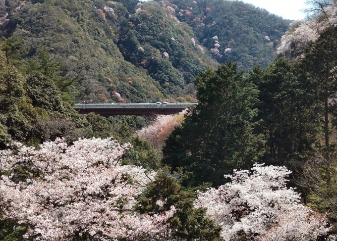 鉄道乗車記録の写真:旅の思い出(2)        「駅を出て橋を渡って右折した辺りから。桜越しの特急列車。」