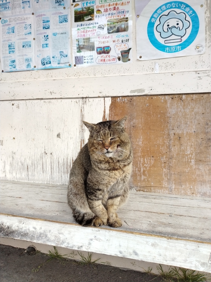 鉄道乗車記録の写真:旅の思い出(2)        「駅のベンチにいた猫は眠そうだった。」