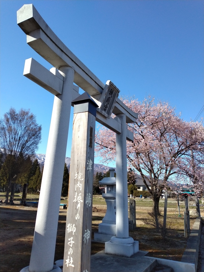 鉄道乗車記録の写真:旅の思い出(2)        「津嶋神社の鳥居と桜。
大明神桜へ行く途中にあった神社。
桜が咲いていたので立ち寄った。」