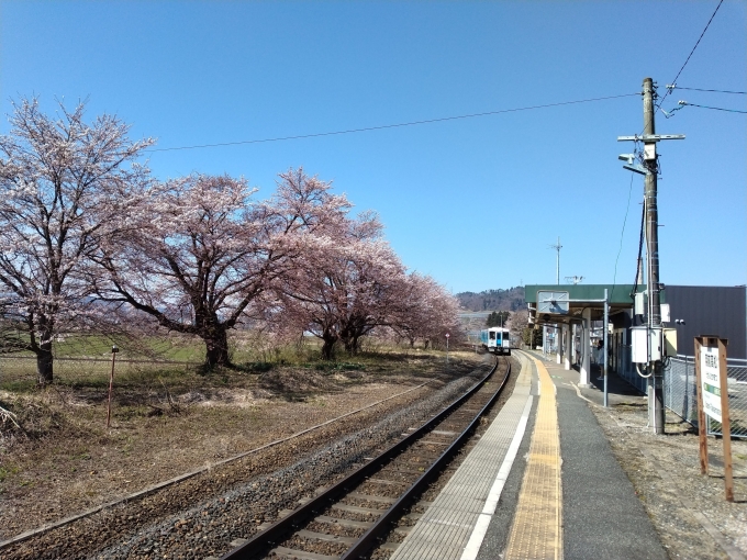 鉄道乗車記録の写真:駅舎・駅施設、様子(3)        「羽前高松駅構内の桜は満開。」