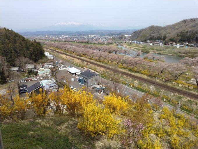 鉄道乗車記録の写真:旅の思い出(1)          「船岡城址公園から一目千本桜を俯瞰。
しばらく待って貨物列車を撮影した。」