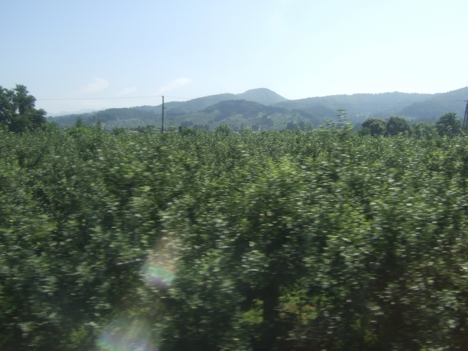 鉄道乗車記録の写真:車窓・風景(17)        「青森県内のリンゴ畑だったと思う。」