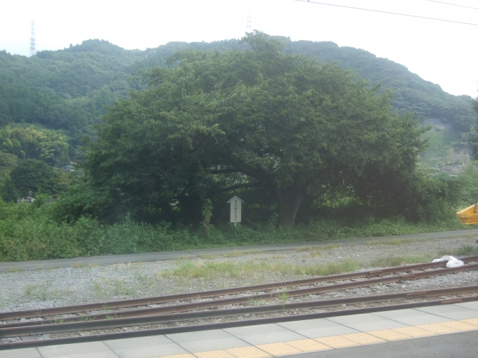 鉄道乗車記録の写真:車窓・風景(17)        「駿河小山駅の金太郎桜。」