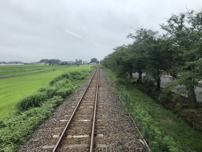 鉄道乗車記録の写真:車窓・風景(11)        「桜・菜の花街道。」