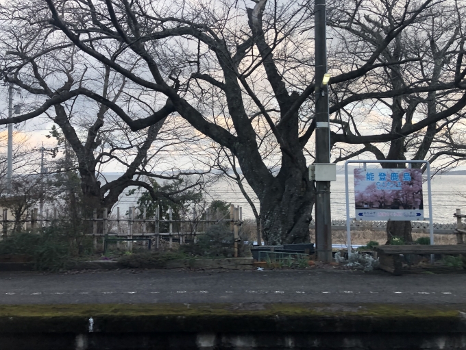 鉄道乗車記録の写真:車窓・風景(11)        「能登鹿島駅の桜の木。昭和7年に当駅が開業した際、地元の方がそれを記念して植えたもので、樹齢80年以上。」