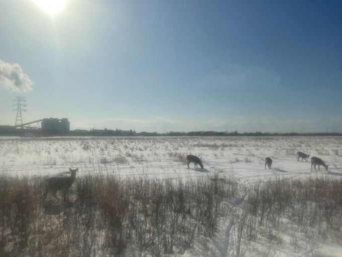 鉄道乗車記録の写真:車窓・風景(4)        「列車遅れの原因となった鹿の群れ。」