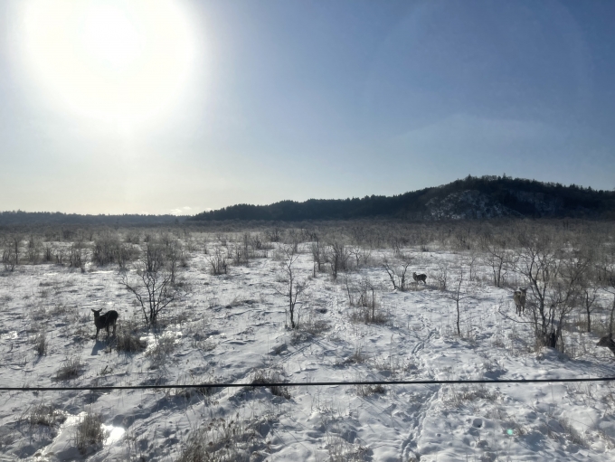 鉄道乗車記録の写真:車窓・風景(10)        「この沿線も鹿が多い。」