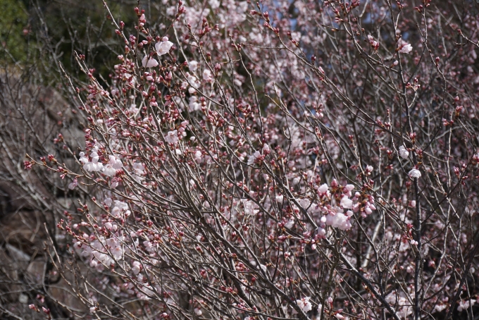 鉄道乗車記録の写真:旅の思い出(28)        「武田神社で咲いている桜その1」