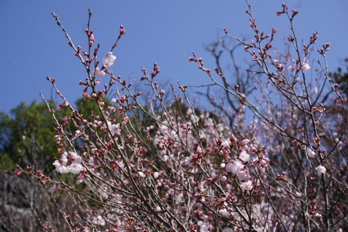 鉄道乗車記録の写真:旅の思い出(29)        「武田神社で咲いている桜その2」