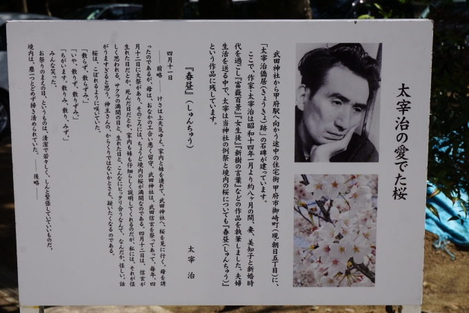 鉄道乗車記録の写真:旅の思い出(30)        「武田神社にある太宰治の愛でる桜」