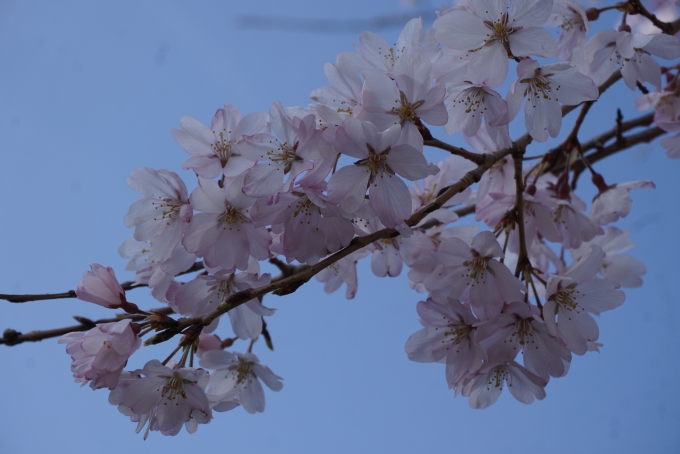 鉄道乗車記録の写真:旅の思い出(16)        「甲斐善光寺に咲いている桜その1」