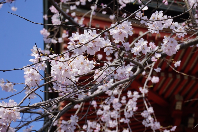 鉄道乗車記録の写真:旅の思い出(17)        「甲斐善光寺に咲いている桜その2」