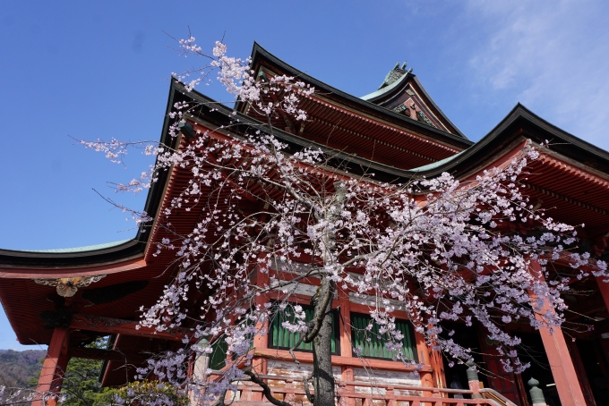 鉄道乗車記録の写真:旅の思い出(18)        「甲斐善光寺に咲いている桜その3」