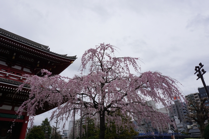 鉄道乗車記録の写真:旅の思い出(20)        「浅草寺近くで咲いている桜1」