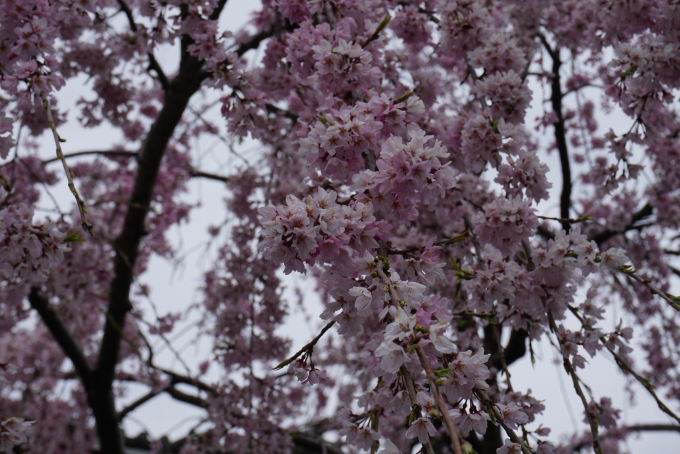 鉄道乗車記録の写真:旅の思い出(21)        「浅草寺近くで咲いている桜2」