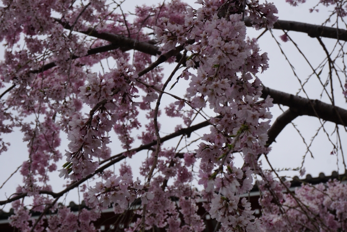 鉄道乗車記録の写真:旅の思い出(22)        「浅草寺近くで咲いている桜3」