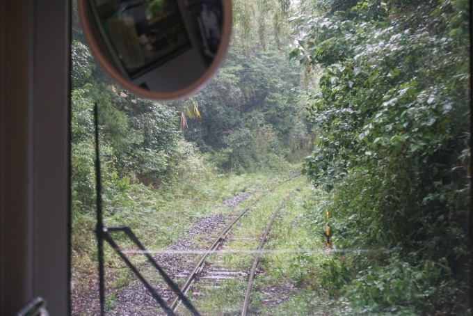 鉄道乗車記録の写真:車窓・風景(11)        「線路の周りは葉っぱがいっぱい」