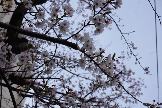 鉄道乗車記録の写真:旅の思い出(6)        「つきみ野駅付近で咲いている桜」