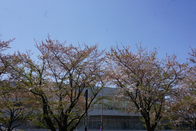 鉄道乗車記録の写真:旅の思い出(13)        「味の素スタジアムに咲いていた桜」