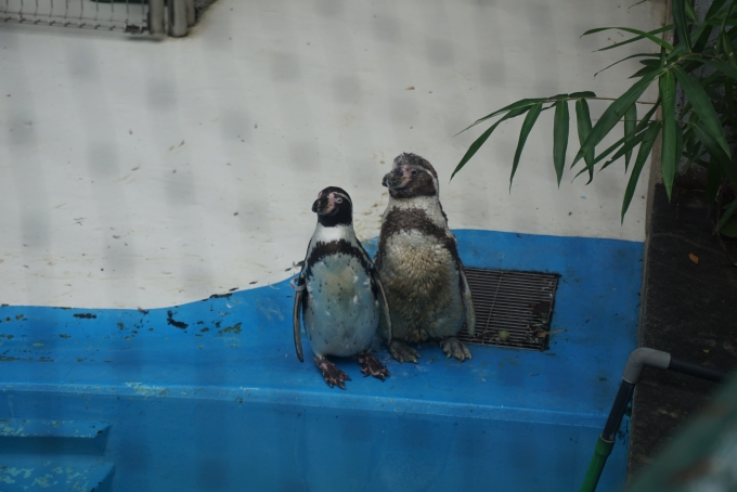 鉄道乗車記録の写真:旅の思い出(4)        「桐生が岡動物園のペンギン」