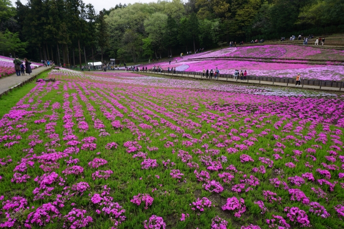 鉄道乗車記録の写真:旅の思い出(18)        「羊山公園「芝桜の丘」その4」