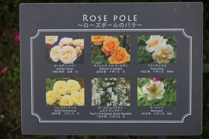 鉄道乗車記録の写真:旅の思い出(21)        「横浜ローズウィーク2022、
ローズポールのバラ」