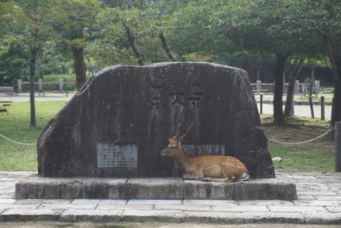 鉄道乗車記録の写真:旅の思い出(7)        「世界遺産東大寺看板前にいる鹿」