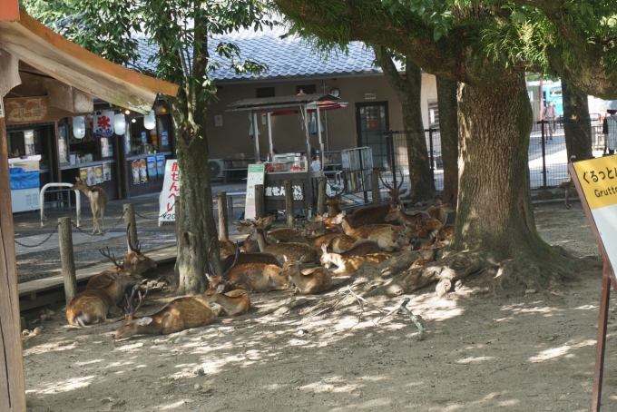鉄道乗車記録の写真:旅の思い出(20)        「奈良公園にいる鹿」