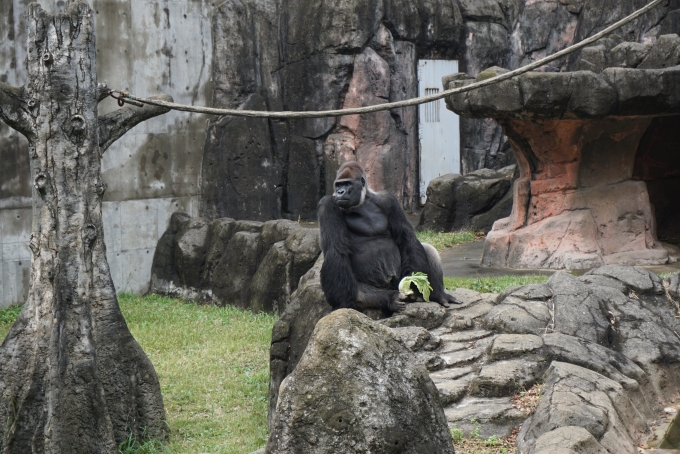鉄道乗車記録の写真:旅の思い出(11)        「千葉市動物公園にいるチンパンジー」