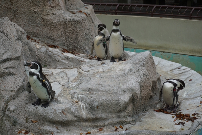鉄道乗車記録の写真:旅の思い出(18)        「千葉市動物公園にいるペンギン」