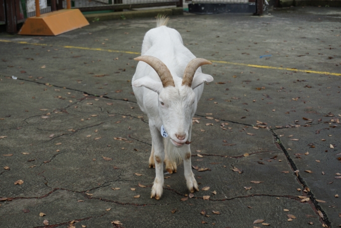 鉄道乗車記録の写真:旅の思い出(19)        「千葉市動物公園にいるヤギ」