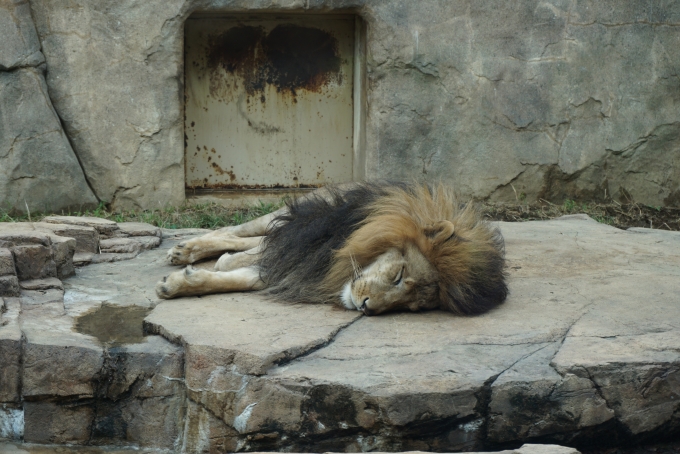 鉄道乗車記録の写真:旅の思い出(21)        「千葉市動物公園で寝ているライオン」