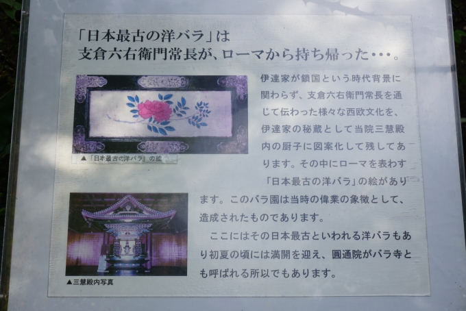鉄道乗車記録の写真:旅の思い出(11)        「日本最古の洋バラ詳細」