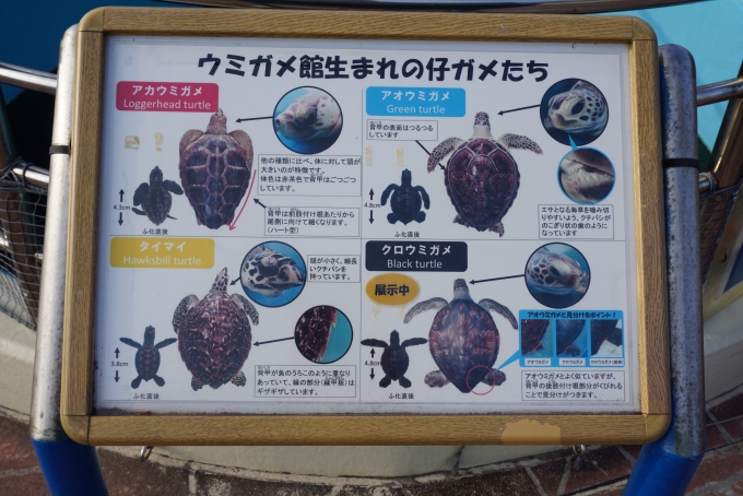鉄道乗車記録の写真:旅の思い出(44)        「沖縄美ら海水族館のウミガメたち」