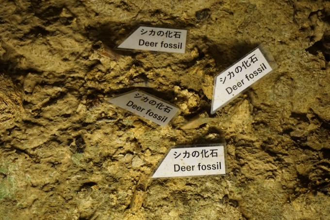 鉄道乗車記録の写真:旅の思い出(37)        「玉泉洞シカの化石」
