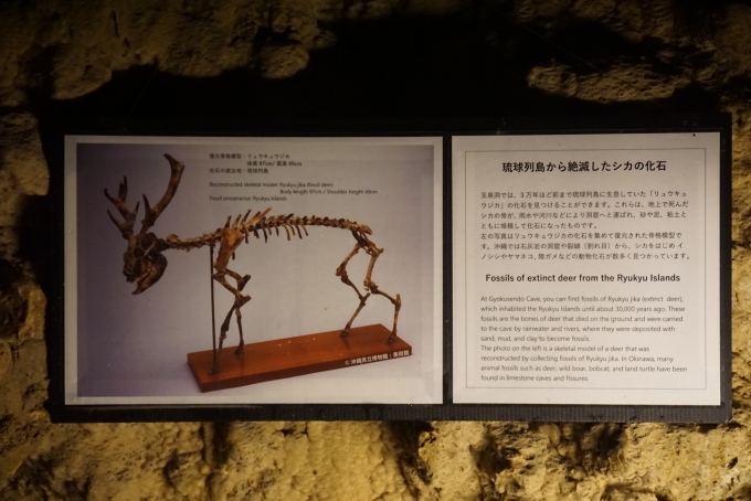 鉄道乗車記録の写真:旅の思い出(38)        「玉泉洞シカの化石詳細」
