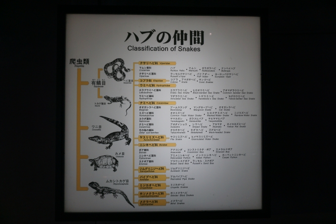 鉄道乗車記録の写真:旅の思い出(51)        「ハブ動物公園にあるハブの仲間」
