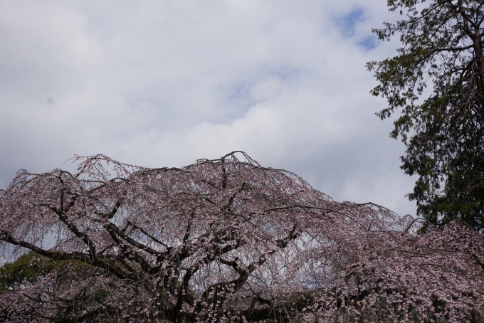 鉄道乗車記録の写真:旅の思い出(14)        「浅間神社で咲いている桜」