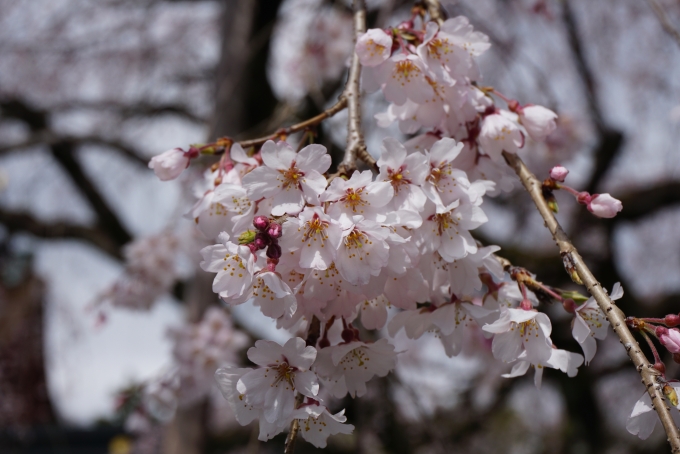 鉄道乗車記録の写真:旅の思い出(15)        「浅間神社で咲いている桜を拡大」