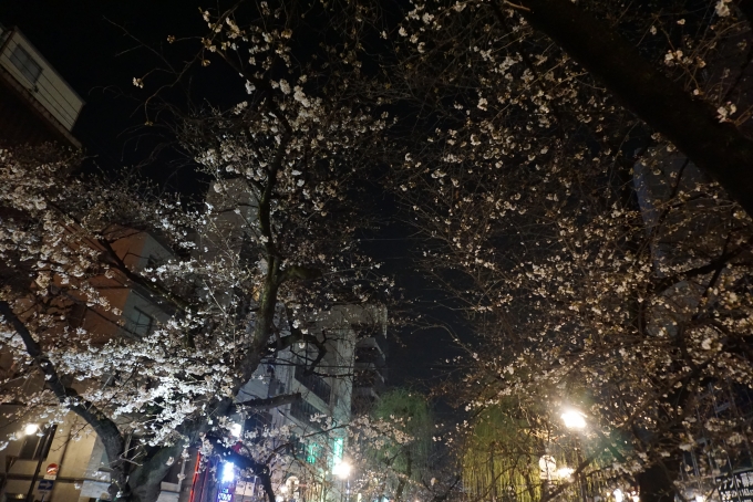 鉄道乗車記録の写真:旅の思い出(34)        「南大黒橋近くで咲いている桜」