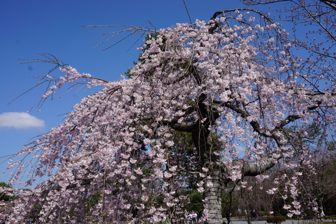 鉄道乗車記録の写真:旅の思い出(19)        「平等院で咲いている桜」